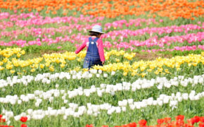 tulipfesta